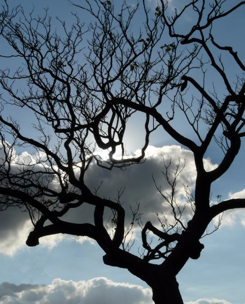 Tree, Greenwich Park, Greater London