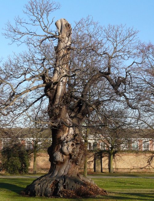 Tree in Greenwich Park, Greater London