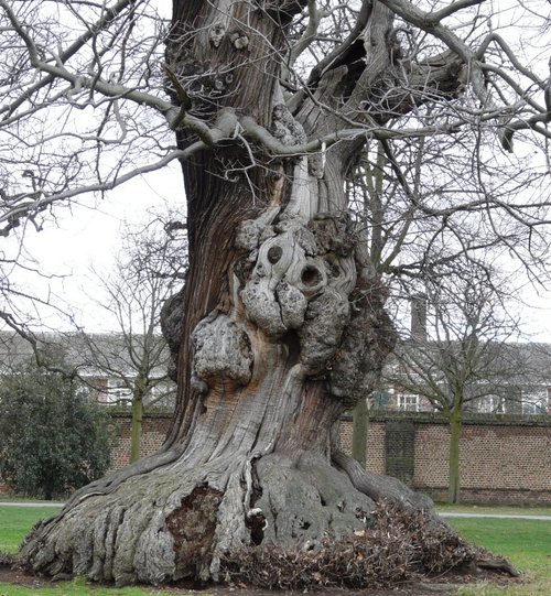 Tree in Greenwich Park, Greater London