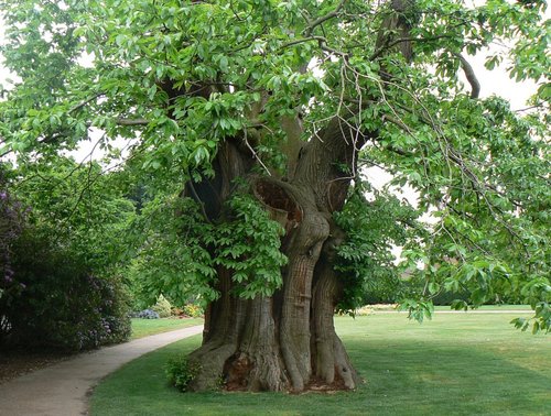 Tree in Greenwich Park, Greater London