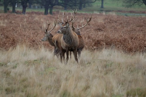 Richmond Park Deer, Greater London