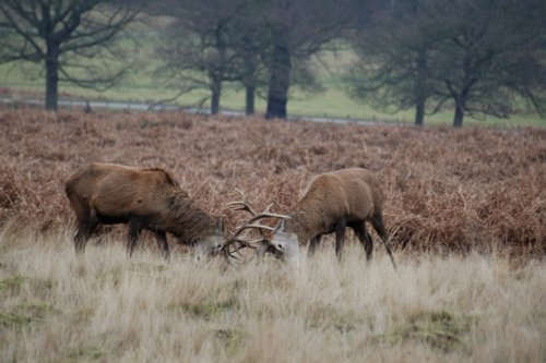 Rutting Deer, Richmond upon Thames, Greater London