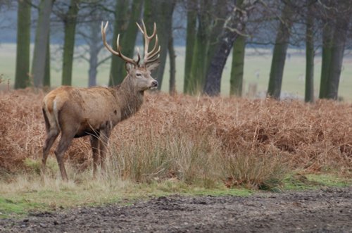 Richmond Deer, Richmond upon Thames, Greater London