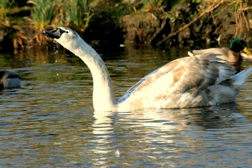 Wildlife, Oulton Broad, Suffolk