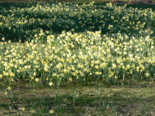 Early Daffodils at Goodnestone Park Gardens, Kent