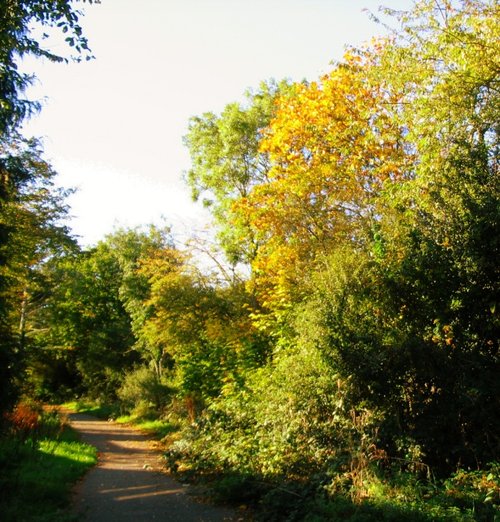 Autumn Trees, Bilton, Warwickshire