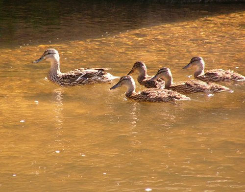 My family, Otterton, Devon