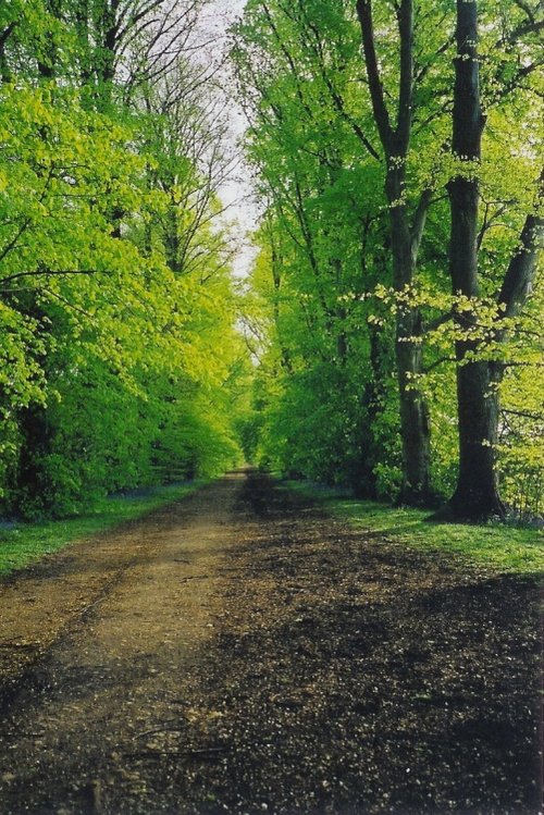 Spring, down Green Lane, Wheatley, Oxfordshire