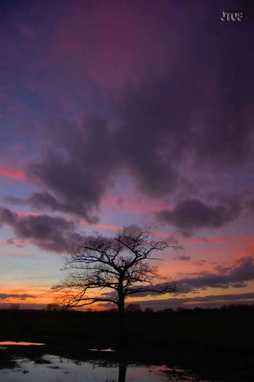 Lonely tree, Kingsbury Water Park, Warwickshire