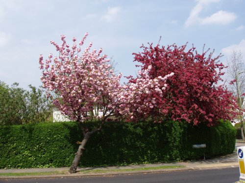 Spring in London