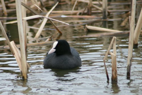 Coot. Herrington Country Park. Sunderland.