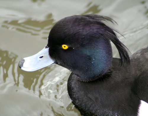 Tuffted Duck. Herrington Country Park. Sunderland.