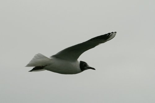 Black Headed Gull.  Herrington Country Park. Sunderland.