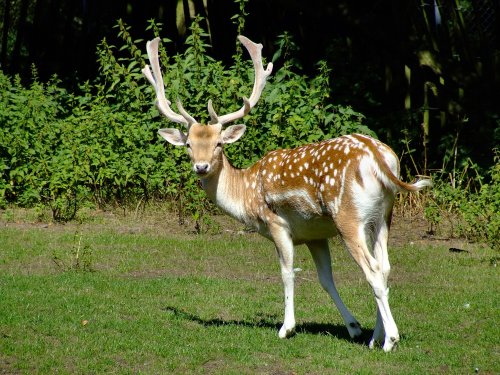Fallow deer in East park, Kingston upon Hull, East Riding of Yorkshire