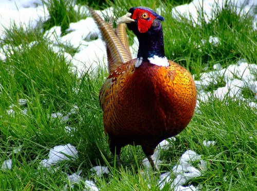 Colourful pheasant, South Cave, East Riding of Yorkshire