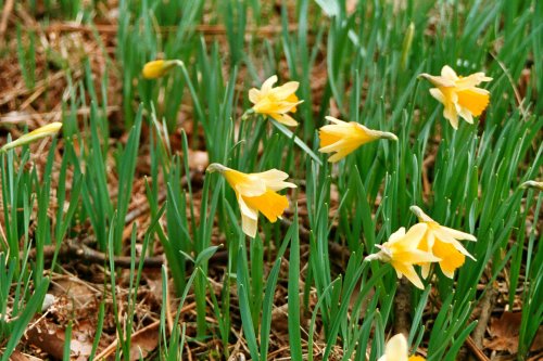 Daffodils on Ullswaters shore.