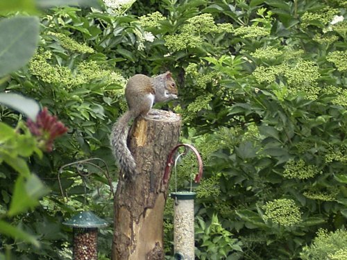 Squirrel. Lost Gardens of Heligan,Cornwall.