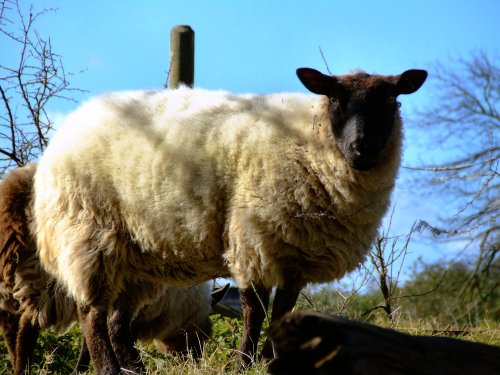 A sheep, Tidenham, Gloucestershire