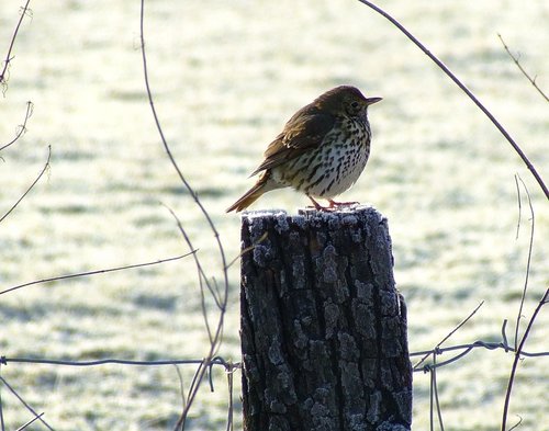 Song thrush, North Cave, East Riding of Yorkshire