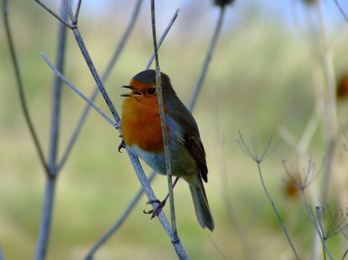 Robin, North Cave, East Riding of Yorkshire
