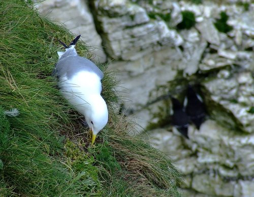 Nesting kittiwake....rissa tridactyla,  Bempton, East Riding of Yorkshire