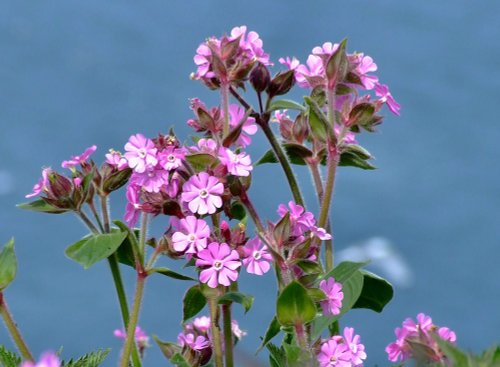 Red campion....silene dioica,  Bempton, East Riding of Yorkshire