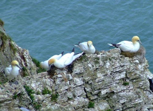 Gannets....morus bassanus,  Bempton, East Riding of Yorkshire