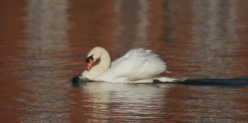 wildlife, Oulton Broad, Suffolk