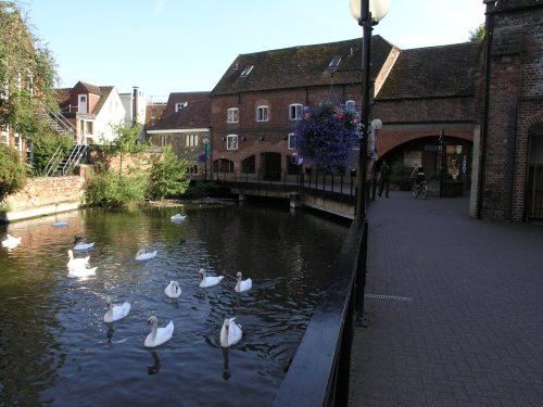 Swans by the Mill in Salisbury, Wiltshire