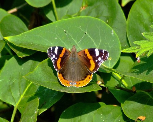 Red admiral....vanessa atalanta