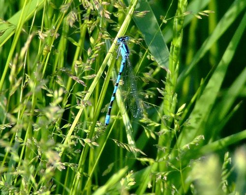 Common blue damselfly....enallagma cyathigerum