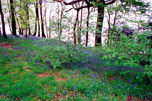 Bluebells on the shore of Windermere.