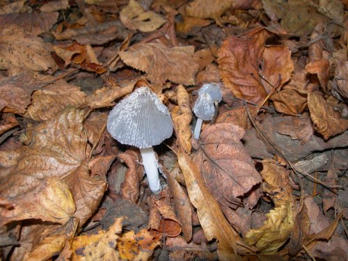 Little fungi trio