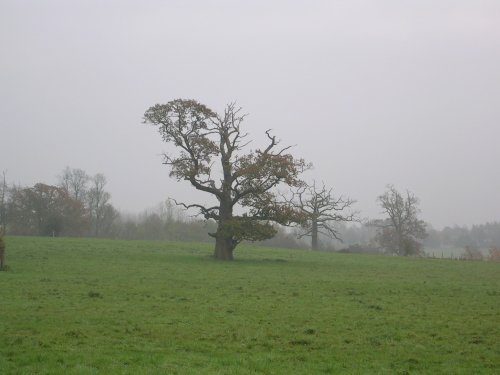 Lone Tree