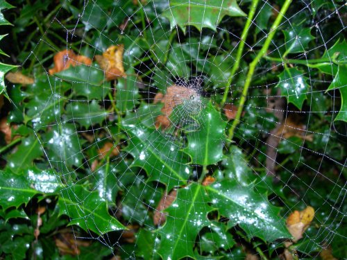 Cobweb over Holly