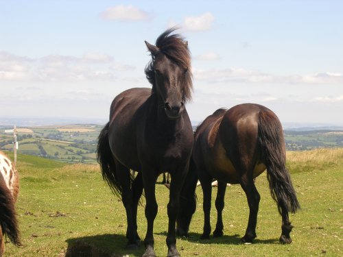 Dartmoor Pony