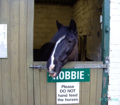 Pit Ponies, National Coal Mining Museum, Wakefield, West Yorkshire