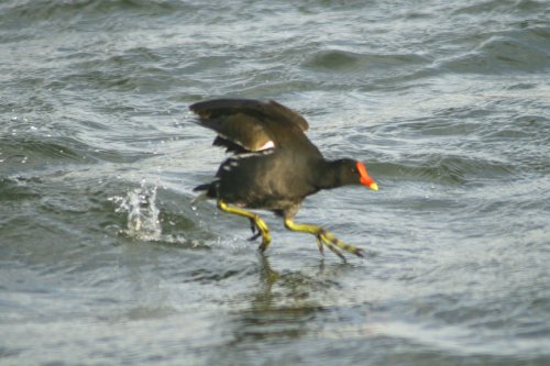 Walking on water.