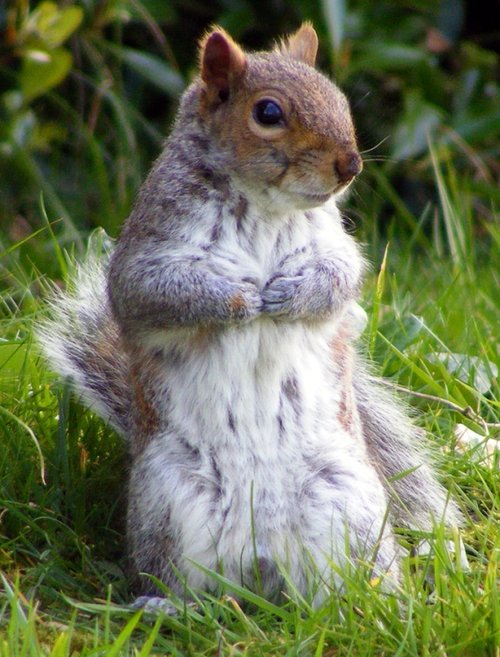 Squirrel in cemetery, Great Yarmouth, Norfolk
