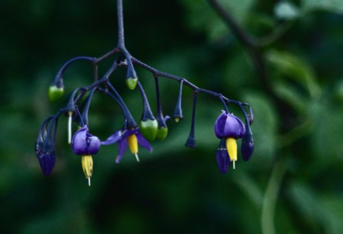 Woody Nightshade, near Steeple Claydon, Bucks