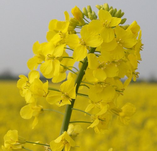 Oilseed rape, near Steeple Claydon, Bucks.