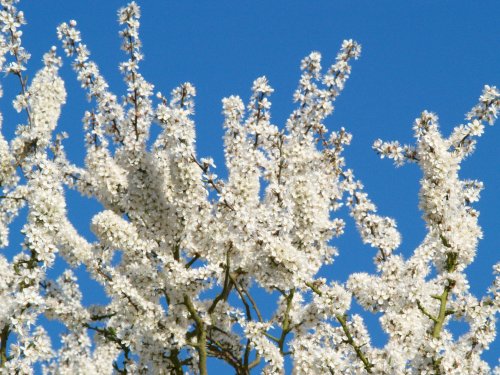 Thornbush flowering, near Steeple Claydon, Bucks.