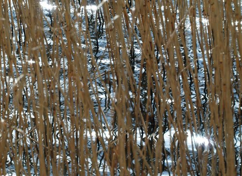 Water and reeds, near Steeple Claydon, Bucks