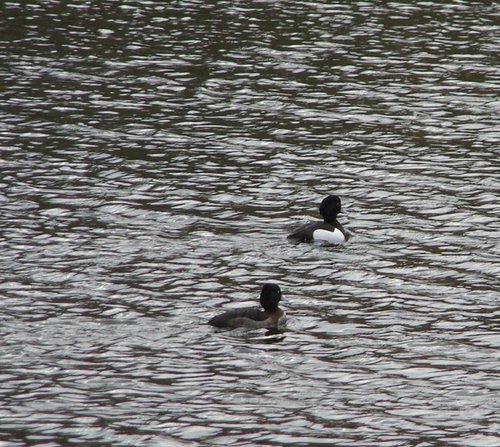 Wildlife, Clumber Country Park, Worksop, Nottinghamshire