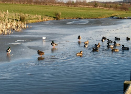 Icy afternoon, Herrington pond.