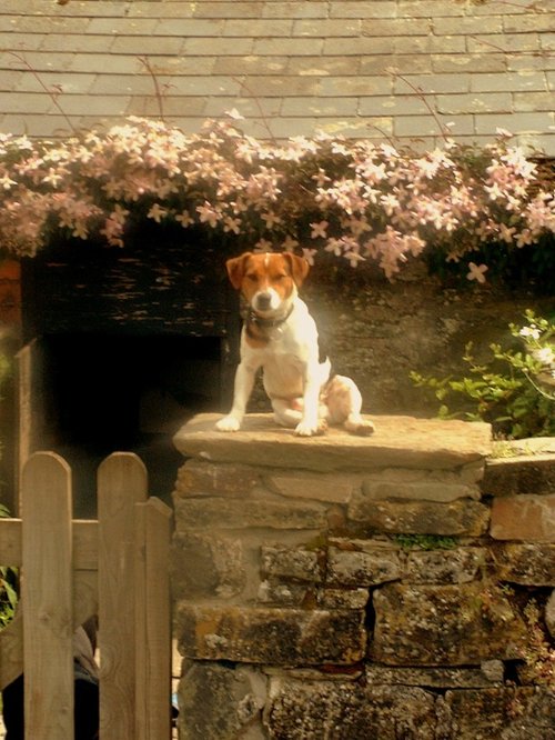 Jack on The Pig Sty Wall