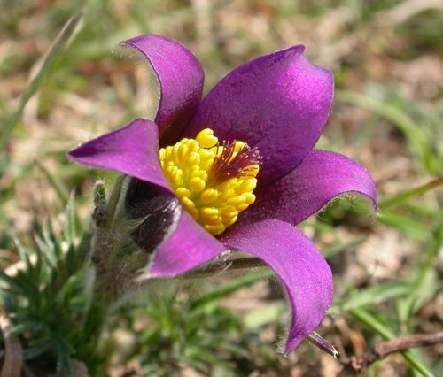 Pasque flower