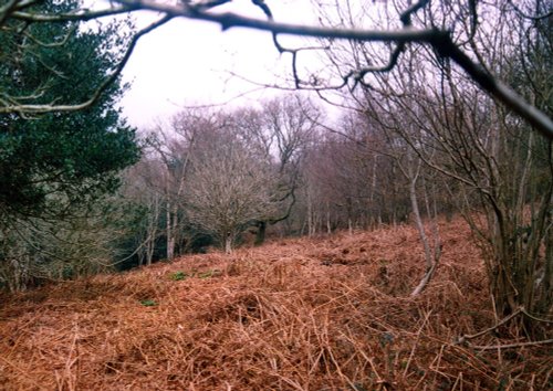 Gutch Common West of Tisbury