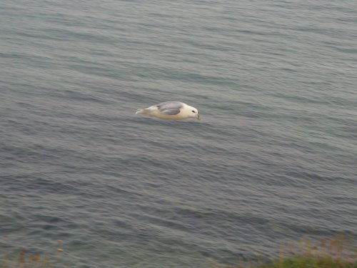 Fulmar viewed from cliff top  on the  Coastal Path, Whitburn, Tyne and Wear