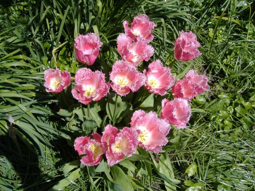 Garden in bloom, Highdown Gardens